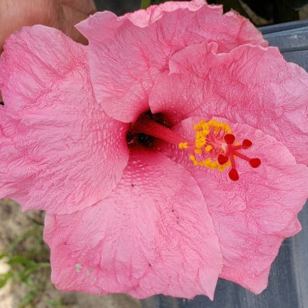 Hibiscus assorted colors - Advanced Nursery Growers