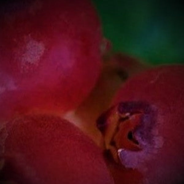 BLUEBERRY PINK LEMONADE - Advanced Nursery Growers