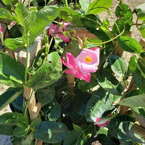 Mandevilla - Advanced Nursery Growers