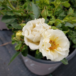 DRIFT ROSE several colors - Advanced Nursery Growers