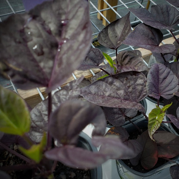 Sweet Potato Vine Ipomea PW Sweetheart Jet B - Advanced Nursery Growers