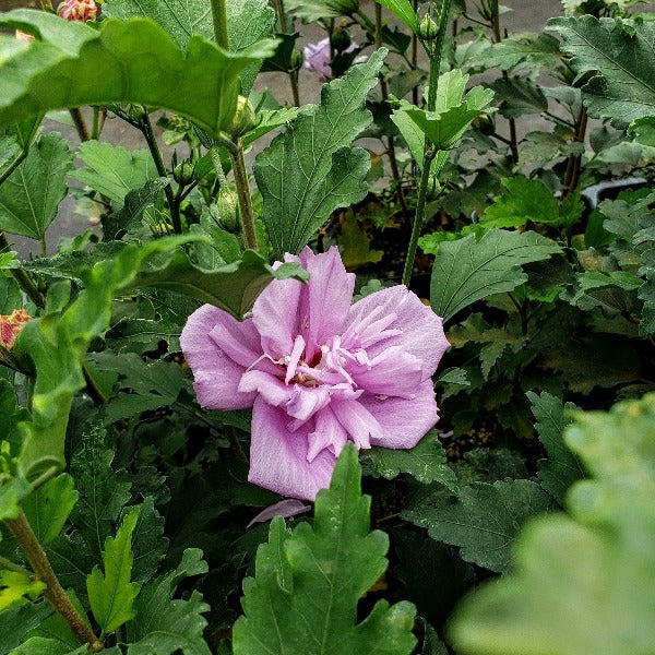 lavender rose of sharon althea tree Advanced Nursery Growers: Elevating Expertise in the Horticultural Sector
