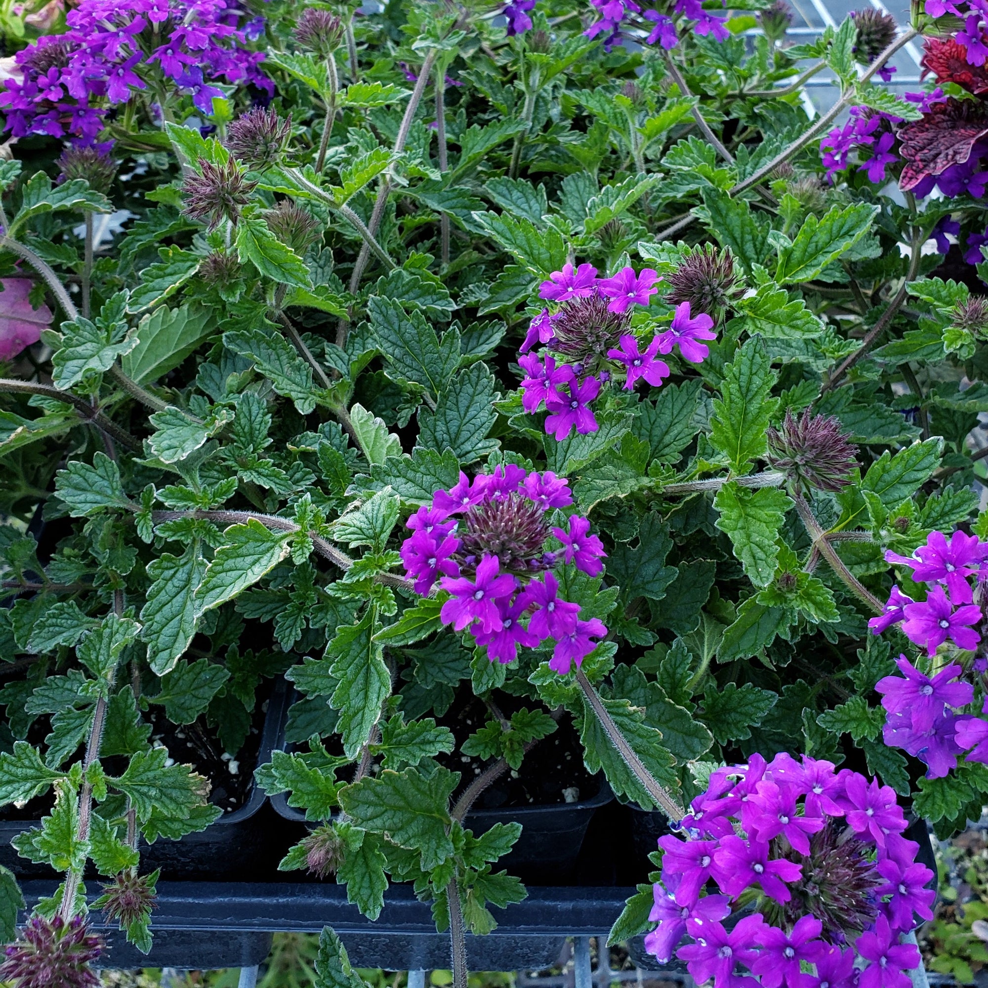 Verbena - Advanced Nursery Growers