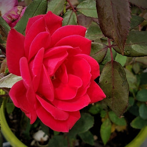 Knock out roses - Advanced Nursery Growers