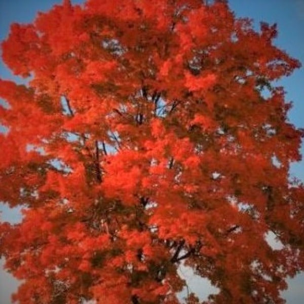 Maple Red Sunset Tree - Advanced Nursery Growers