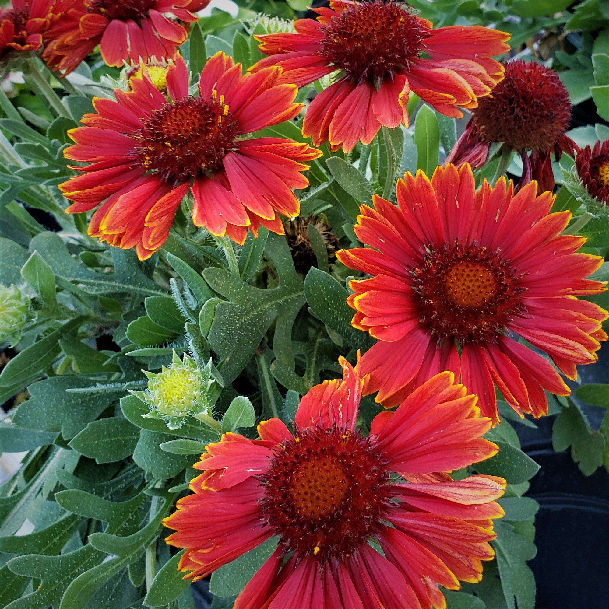 BLANKET FLOWER - Advanced Nursery Growers