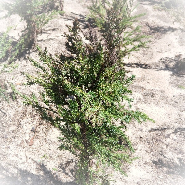 EASTERN RED CEDAR - Advanced Nursery Growers