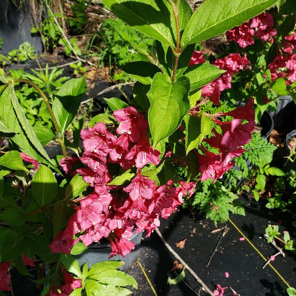 Weigela 'Java Red' Weigela florida - Advanced Nursery Growers