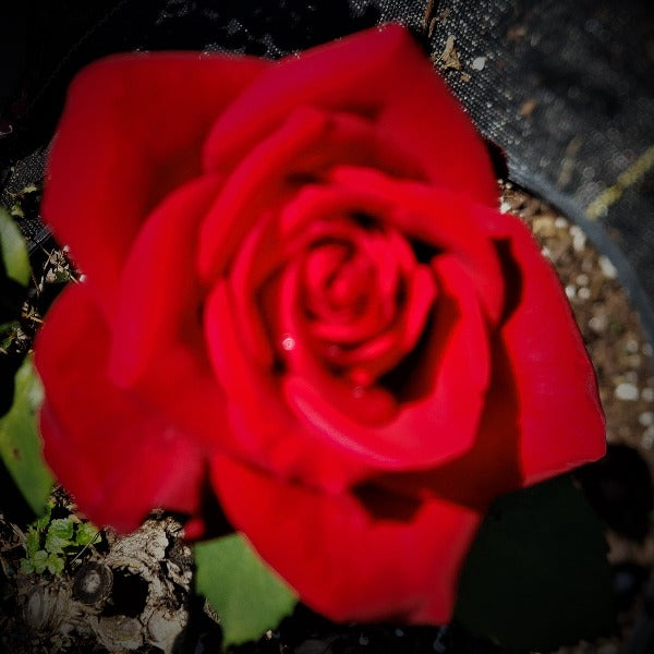 Rose-Starter coral tea rose or knockout rose Rose-Red radrazz - Advanced Nursery Growers