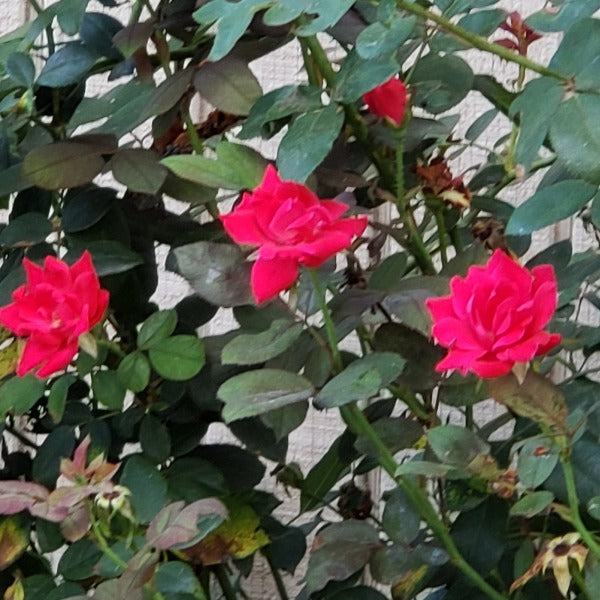 Rose-Starter coral tea rose or knockout rose Rose-Red radrazz - Advanced Nursery Growers