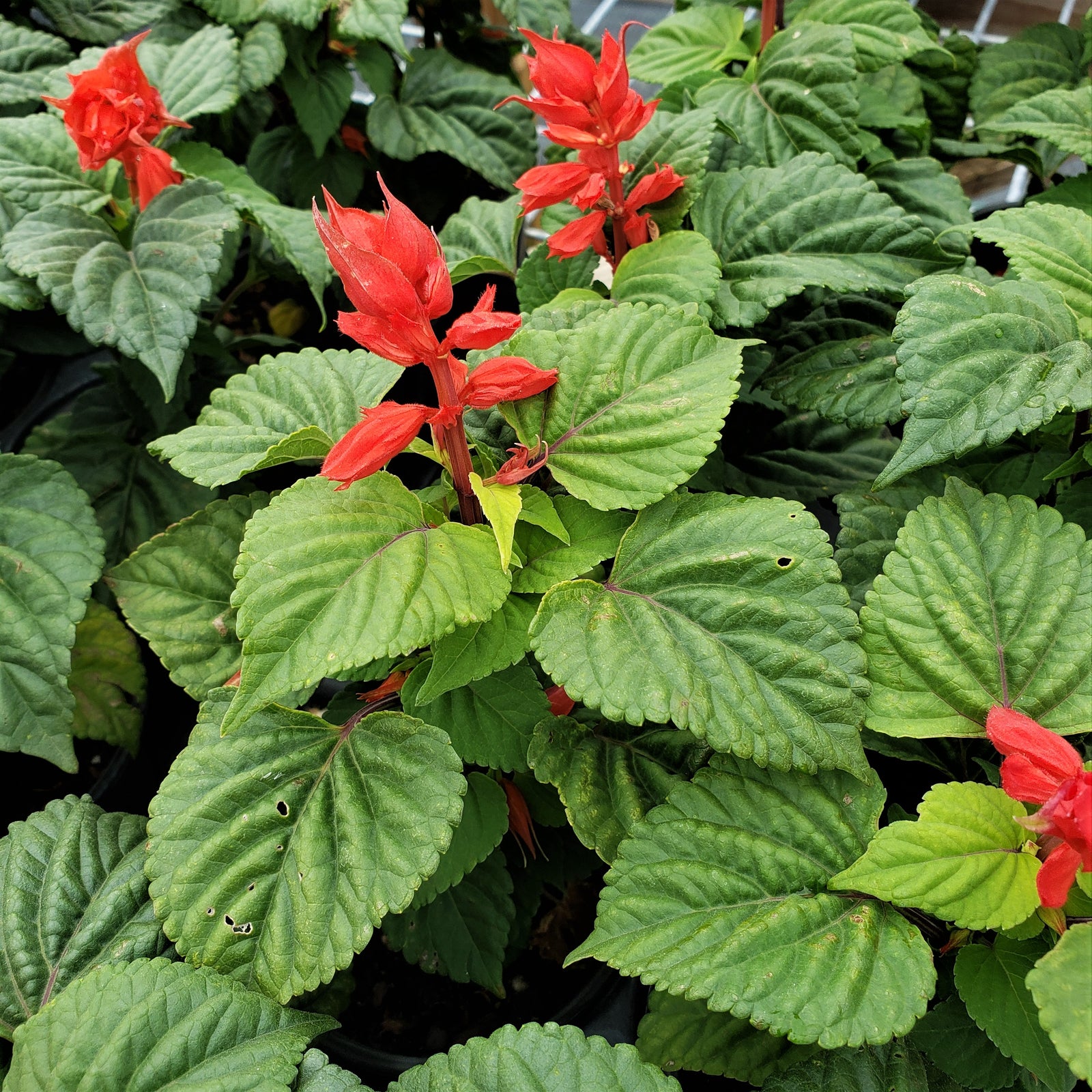 Silvia - Advanced Nursery Growers