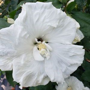 ROSE OF SHARON Althea - Advanced Nursery Growers