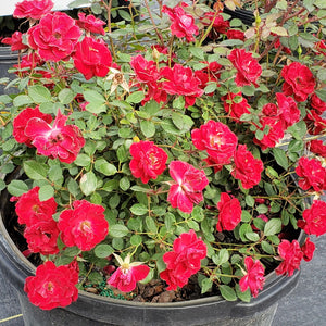 Rose-Sunrosa Rose - Advanced Nursery Growers