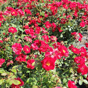 Rose-Sunrosa Rose - Advanced Nursery Growers
