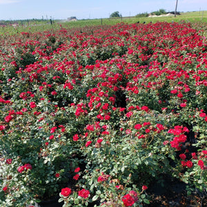 Rose-Sunrosa Rose - Advanced Nursery Growers