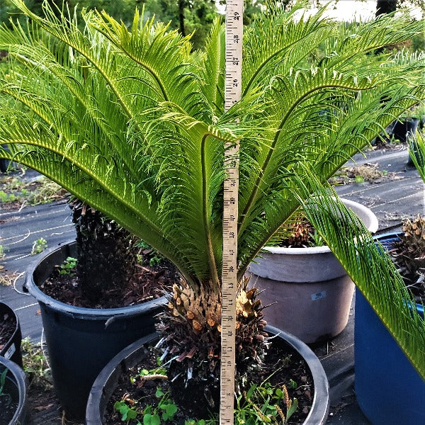 sago palm plant price Advanced Nursery Growers: Elevating Expertise in the Horticultural Sector