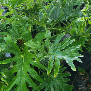 Philodendron Selloum - Advanced Nursery Growers