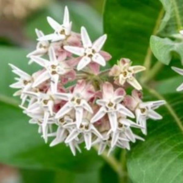 MILKWEED SHOWY - Advanced Nursery Growers
