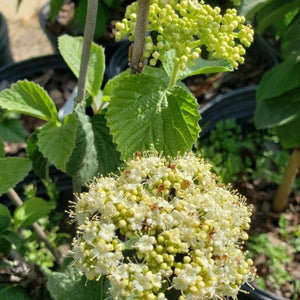 CHINESE Snowball Tree' - Advanced Nursery Growers