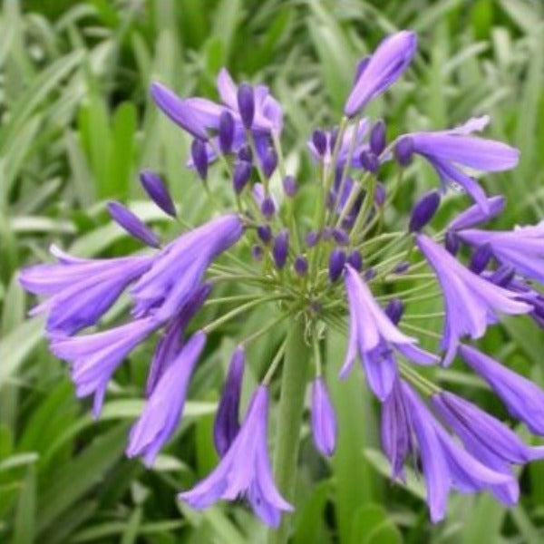 Agapanthus ‘Storm Cloud’ African Lily ( purple ) - Advanced Nursery Growers