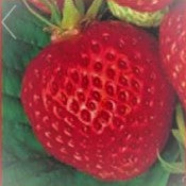 EVERSWEET EVERBEARER ™ STRAWBERRY - Advanced Nursery Growers