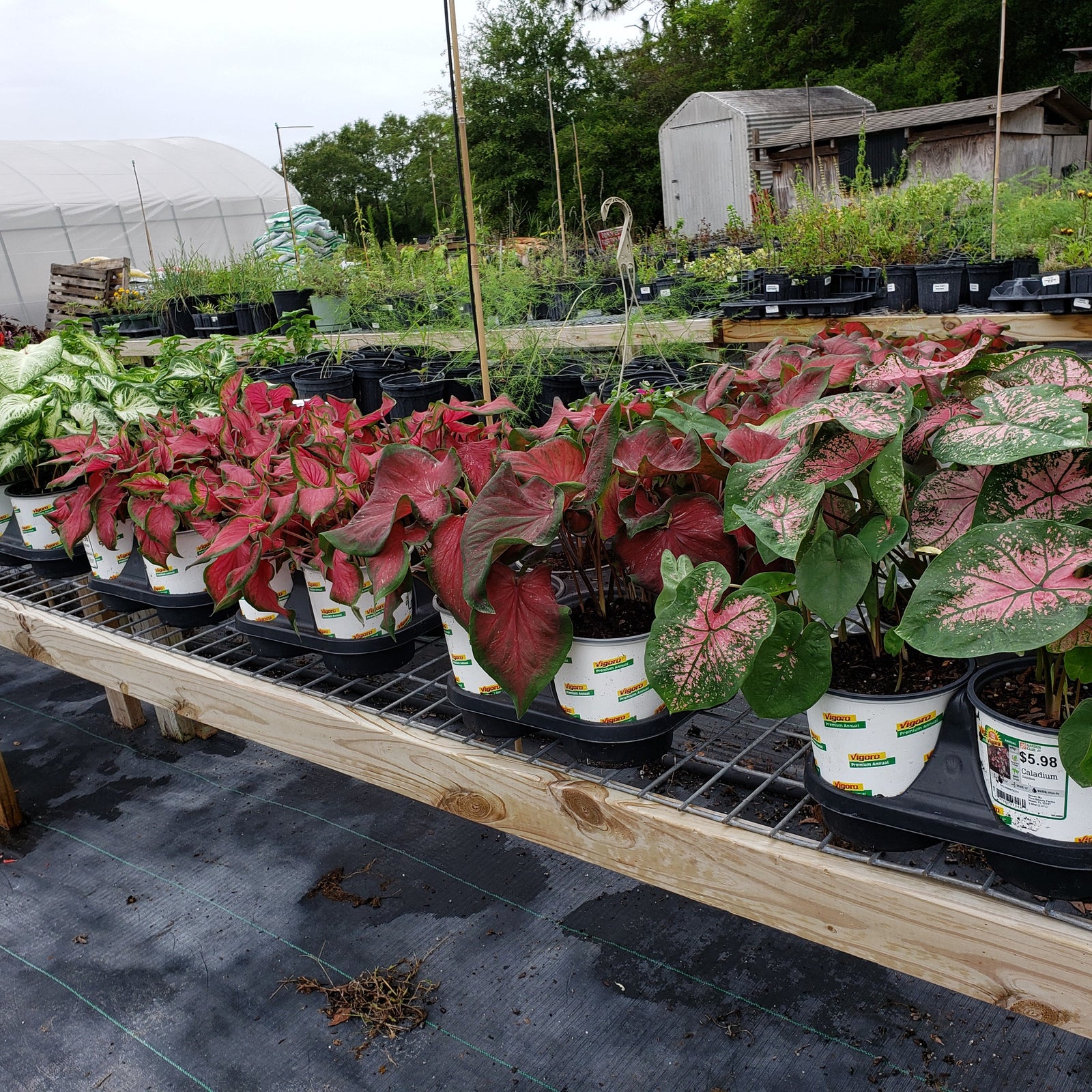 CALADIUMS - Advanced Nursery Growers