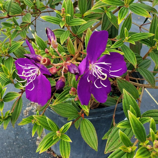 Tibouchina Dwarf - Advanced Nursery Growers