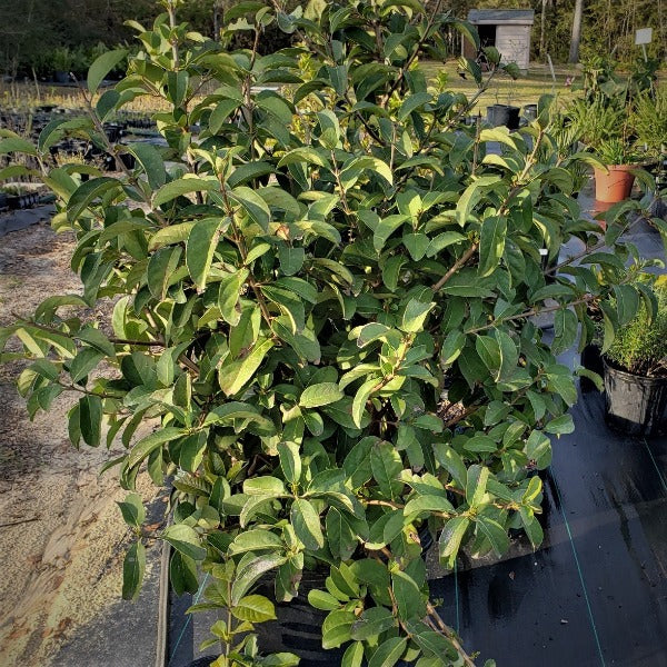 Viburnum Odoratis " Sweet " - Advanced Nursery Growers