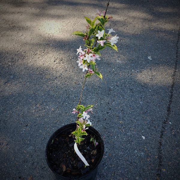 Weigela, Variegated Weigela florida ‘Variegata’ - Advanced Nursery Growers