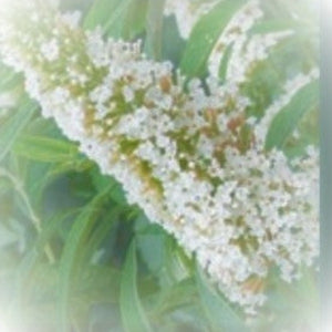 White Butterfly Plant - Advanced Nursery Growers